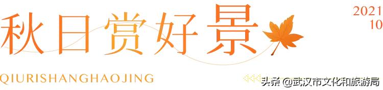 武汉12月秋季枫叶和银杏叶美景,枫叶银杏的美景最新