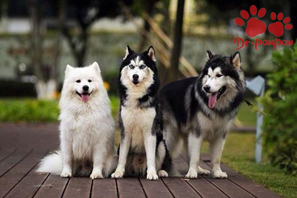 治疗狗狗皮肤病的药,狗狗皮肤病照片及治疗方法