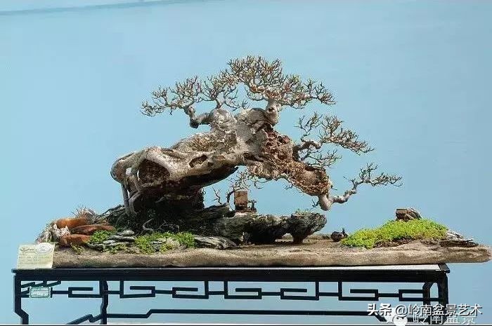 盆景的价值所在,盆景十大寓意和象征