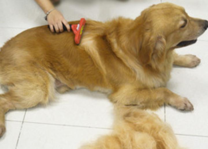 容易训练不容易掉毛易养的小型狗,最好养的狗又干净又不掉毛不咬人