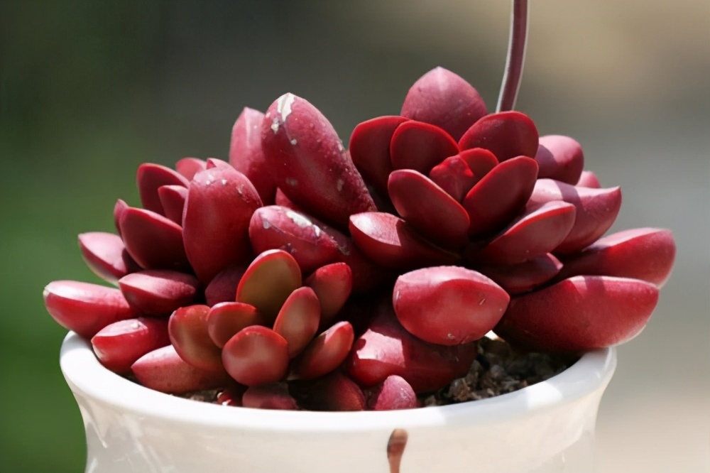 3种多肉外形很独特,8种多肉长相奇特