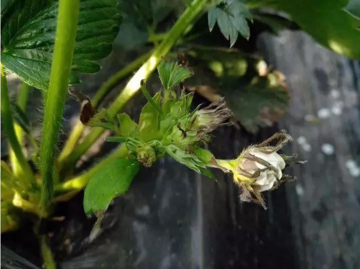 草莓刚刚定植叶片干边焦枯怎么办,草莓叶子发黄不长是怎么回事