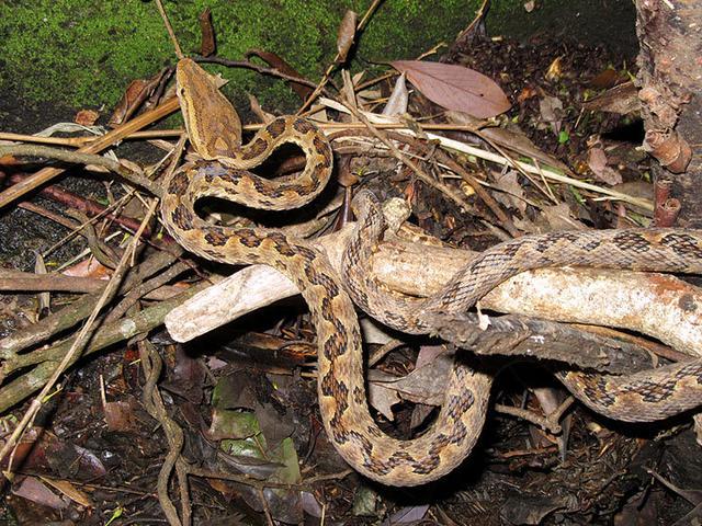 毒蛇有多漂亮,毒蛇有什么问题呢