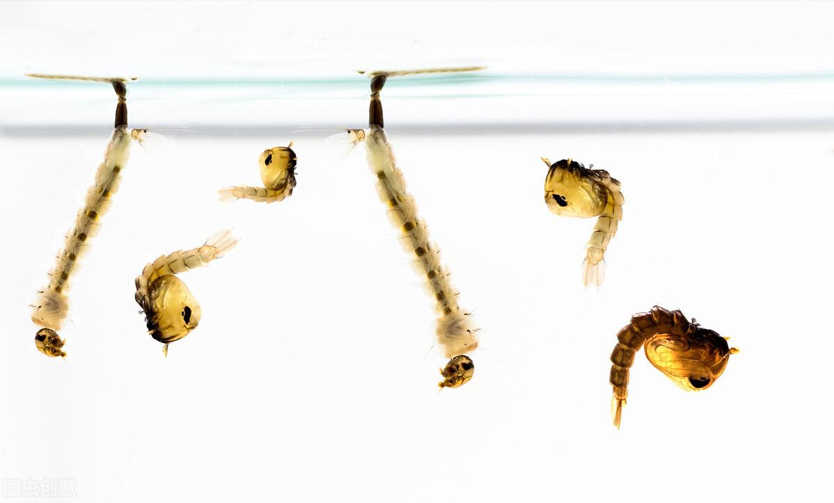 养一亩黄鳝投资多少钱,一亩养黄鳝能卖多少钱