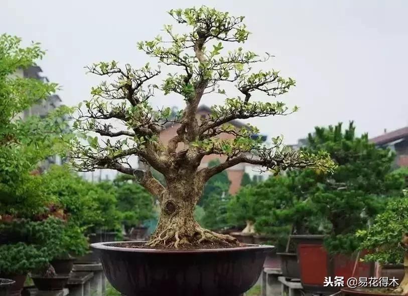 野山楂下山桩用什么土壤好,下山桩保湿成活技术