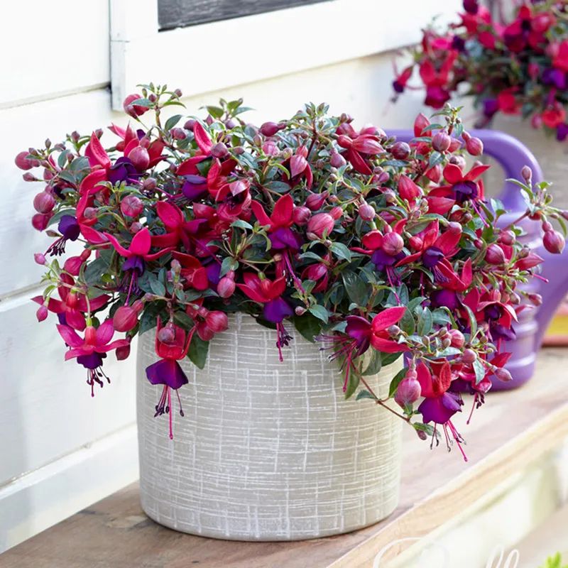 去花市买花千万别买这4种花,春天逛花市5种花千万别买