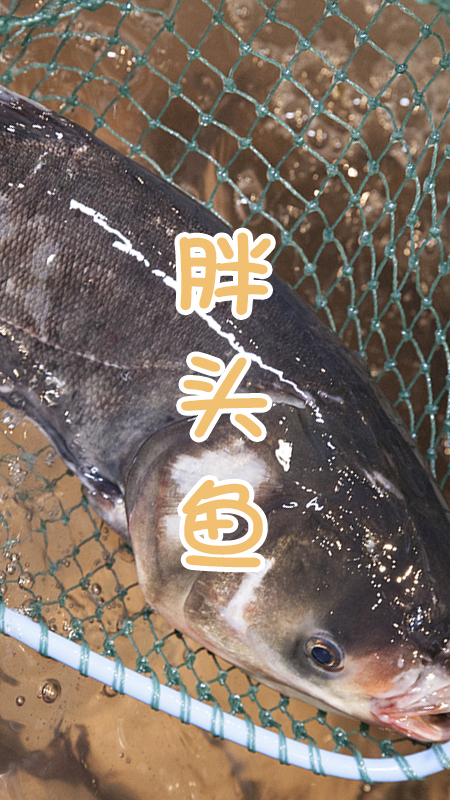 东北的骄傲视频,东北的骄傲有哪些