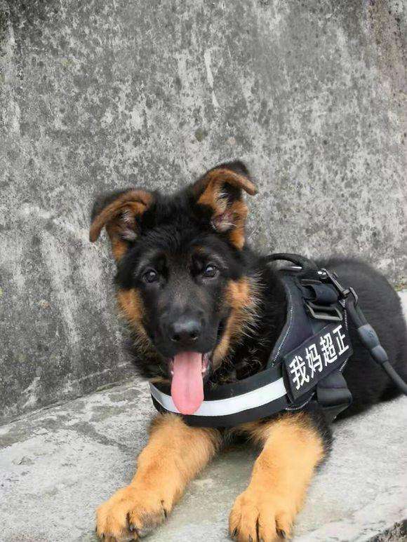 德国牧羊犬黑背狗市,德国黑背牧羊犬视频