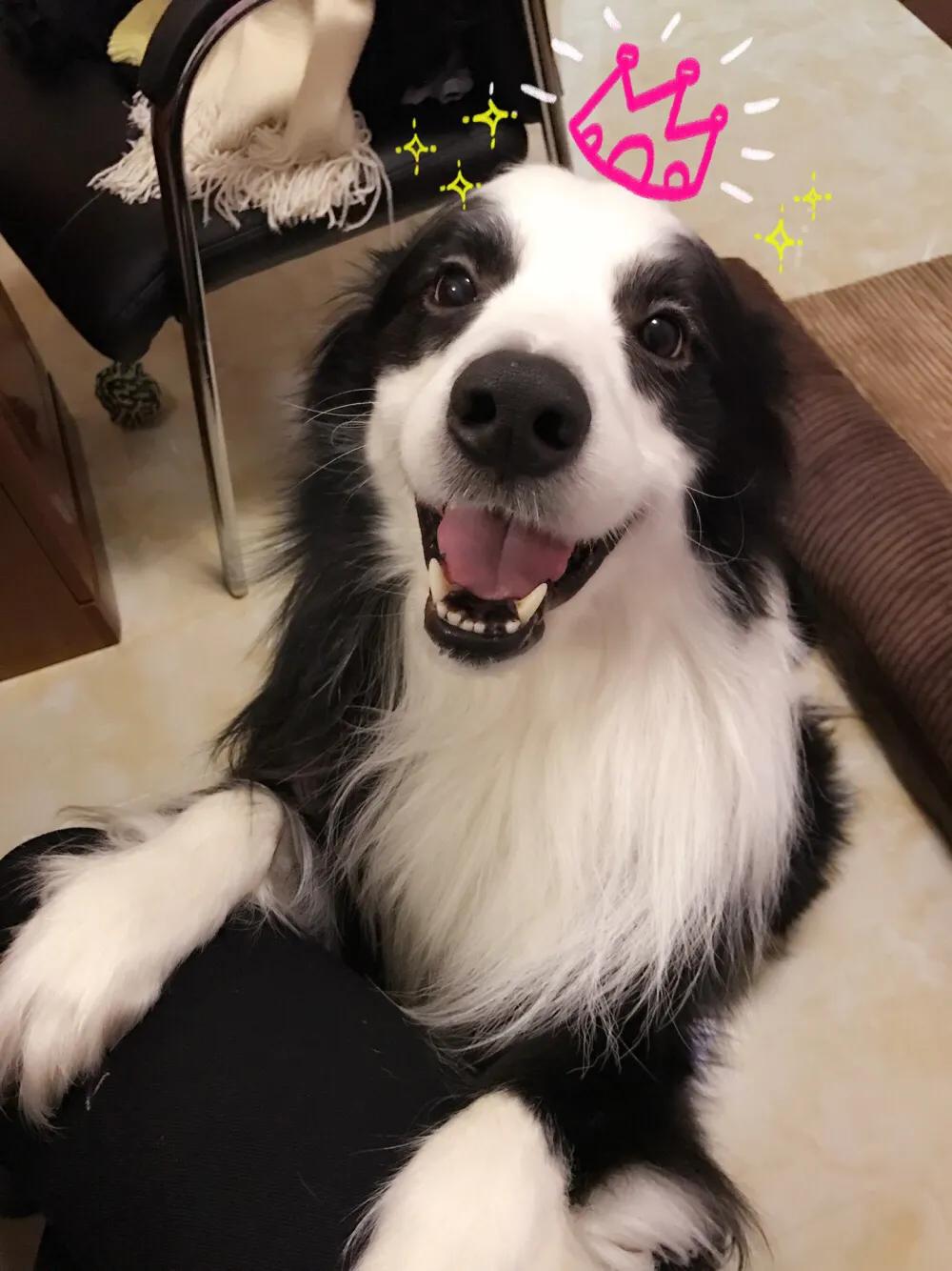 哺乳动物和人类一样换牙吗,什么哺乳动物会换两次牙