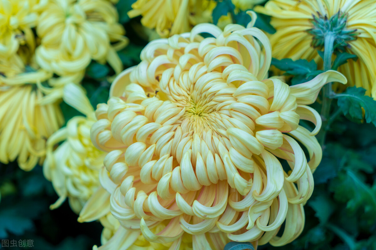 重阳节赏菊正当时，推荐国内这9个地方的赏菊好去处，沉浸式赏花