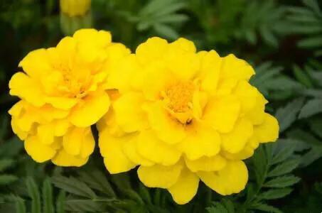 孔雀草叶,孔雀草花色艳丽