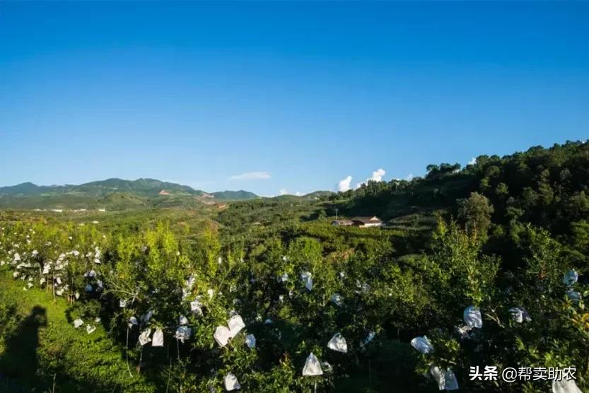 又脆又甜的油桃真好吃,油桃脆甜多汁爽口