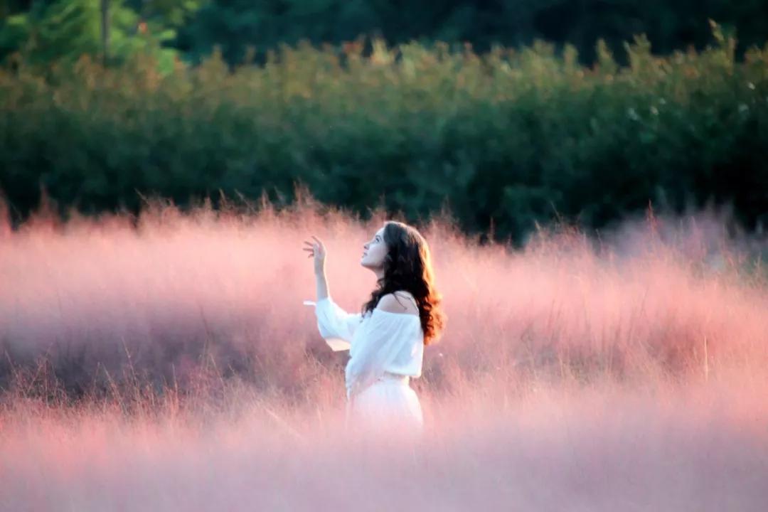 广州花海最新视频,广州花海大片蔚为壮观