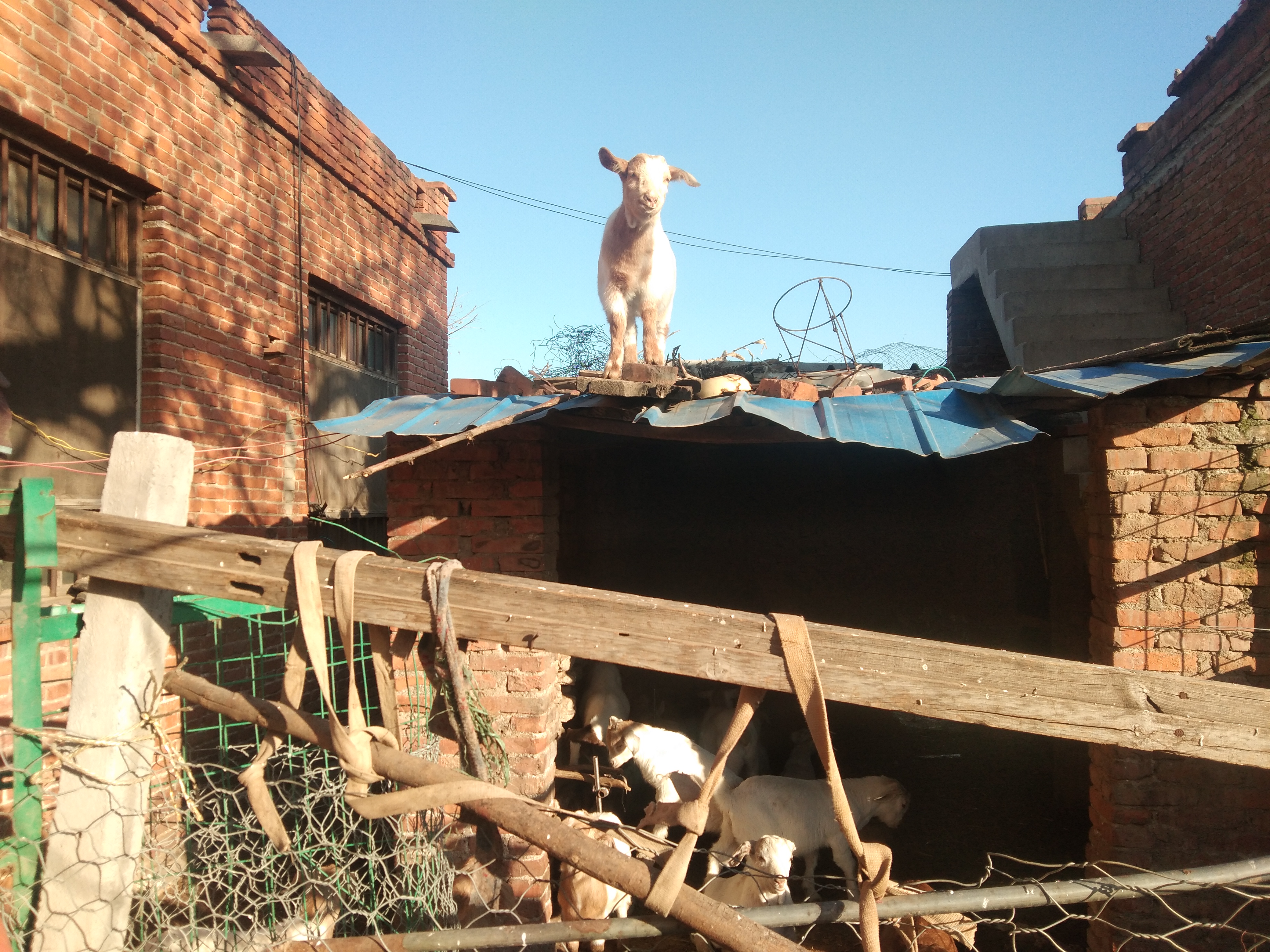 养羊人都要做的事,养羊人的最好方法