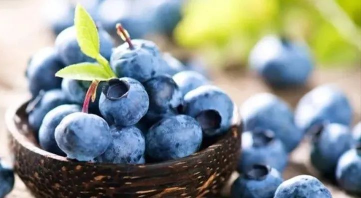 蓝莓干花青素可以减轻炎症反应,蓝莓便秘