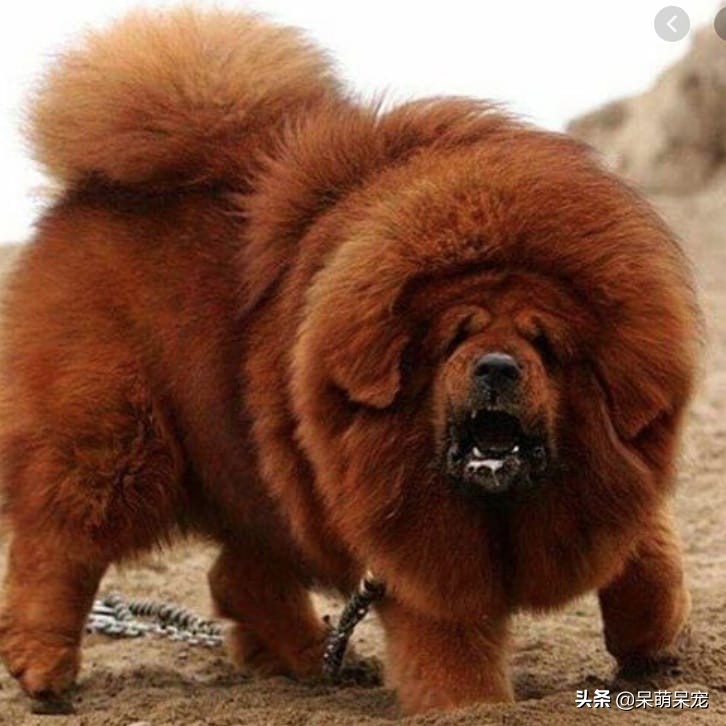 72种名犬最好养的宠物狗排名,什么狗最温顺不咬人又可爱小型犬