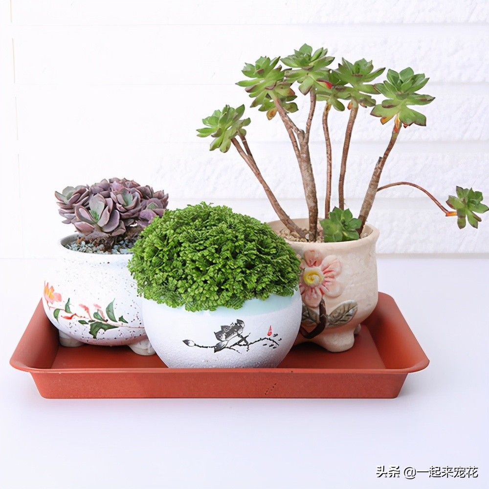 阳台花盆漏土怎么办,阳台花盆比较多怎么整理