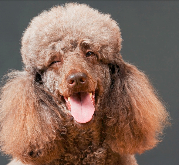 贵宾犬各种病症,贵宾犬传染病一览表