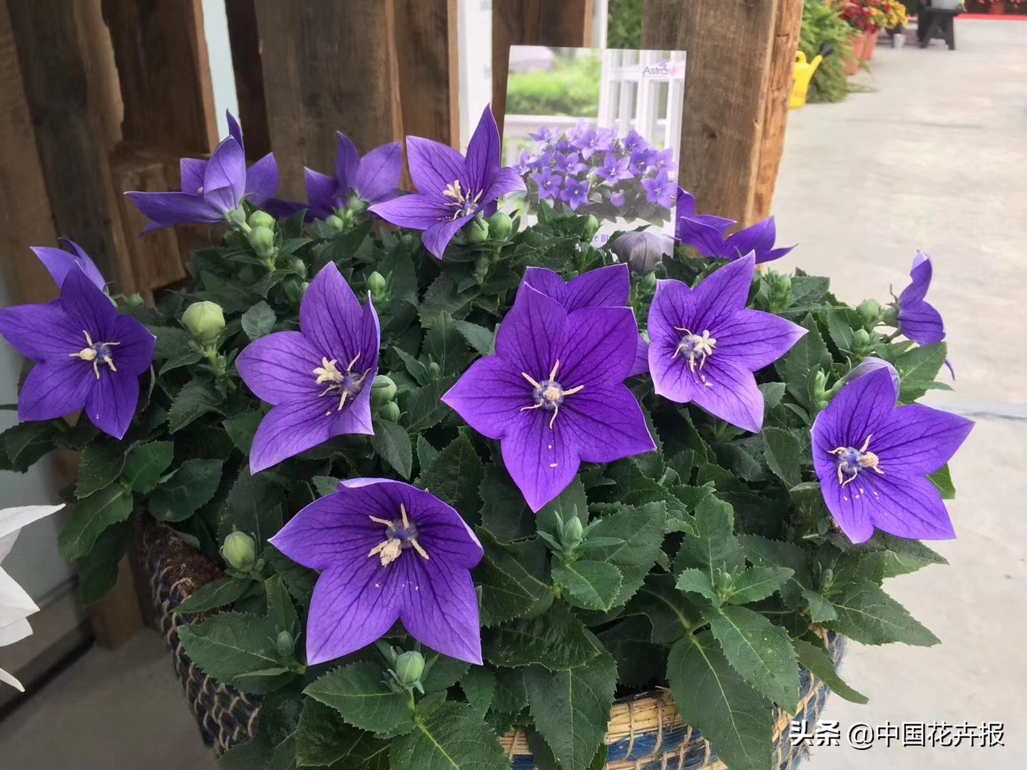 又到了吃桔梗、赏桔梗的好时节，你准备好了吗？