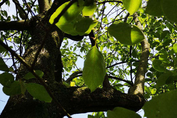 院子里的老柿子树砍掉有忌讳吗,柿子树是老枝能砍吗