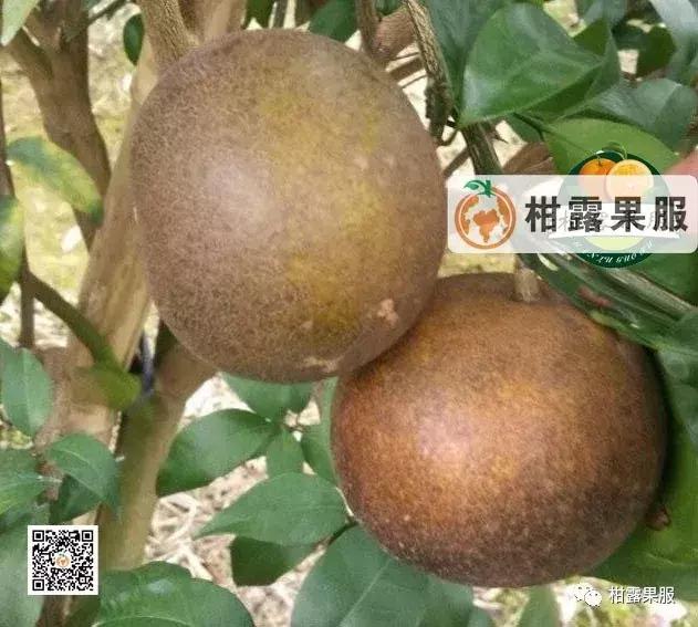 柑橘的常见病虫害和预防方法,柑橘新叶卷曲是什么虫害如何防治