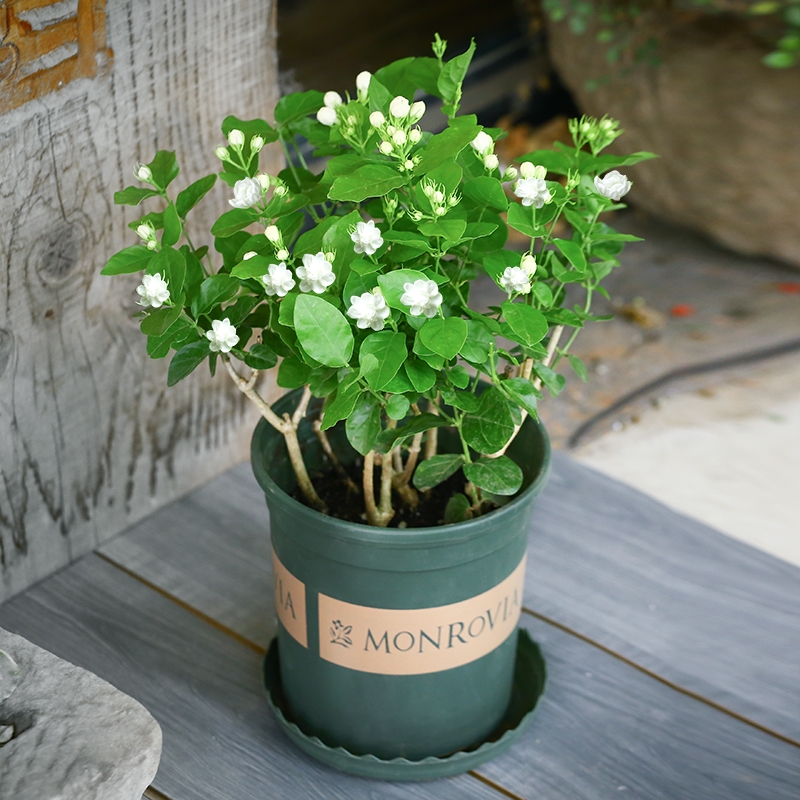 净化空气而且对身体好的花,净化空气对人身体有益的花