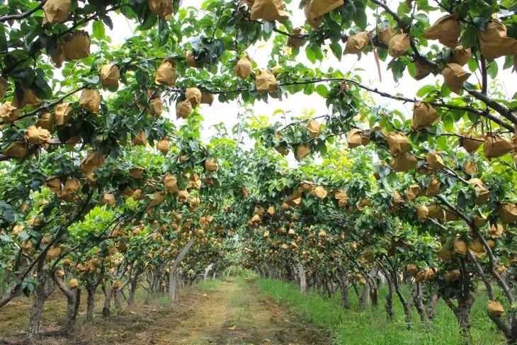 梨子界中的“扛把子”，越低调越红！咬一口就爆汁，一水的甜呀