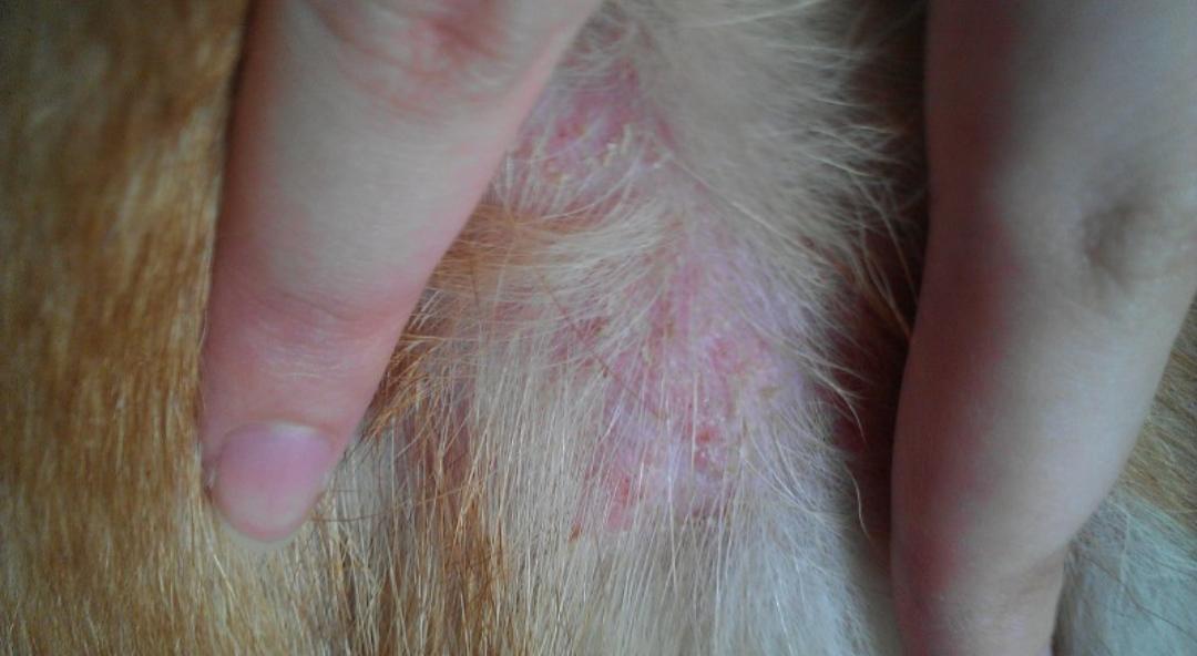 狗狗毛被染色了能洗掉吗,狗狗毛被药染色了怎么处理