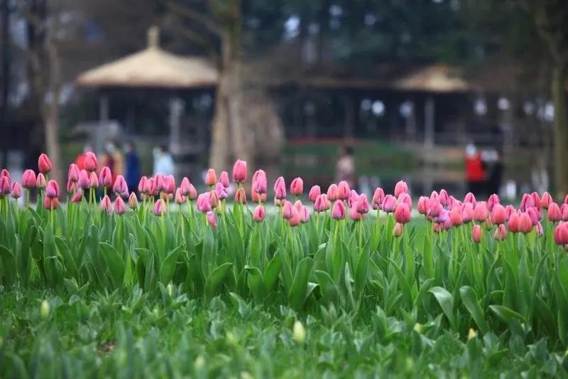 体温超过37.5度正常吗,体温37.3度算不算发烧