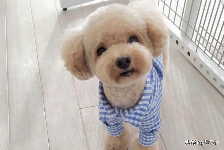 泰迪大便有果冻状粘液是怎么回事,泰迪大便成形带粘液怎么回事