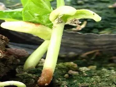 豆角病虫害用什么农药,豆角易发生什么病虫害