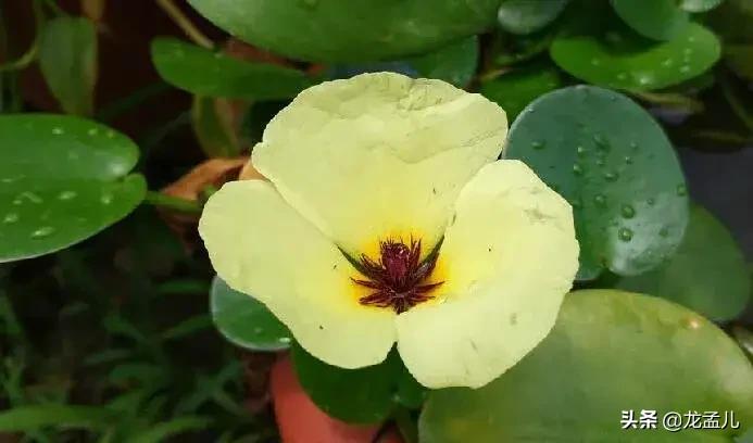 水金英，适合养在庭院大水缸里的景观植物！清新美丽又治愈