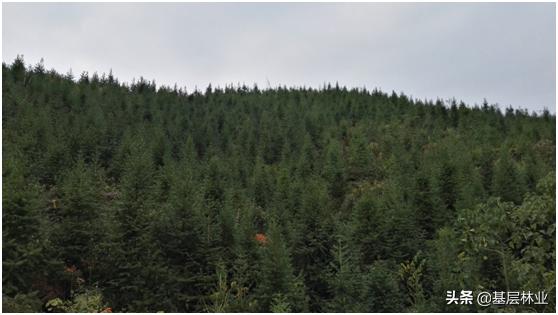 杉木萌芽怎么处理,杉木苗怎么发芽