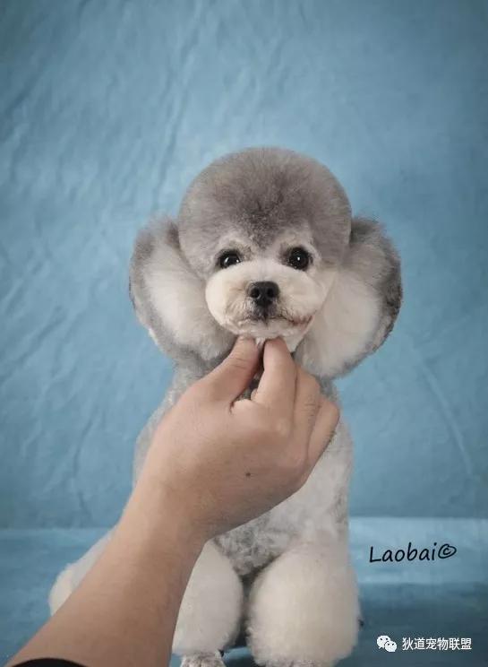 青岛璀璨国际宠物美容培训学校,意宠宠物美容学校