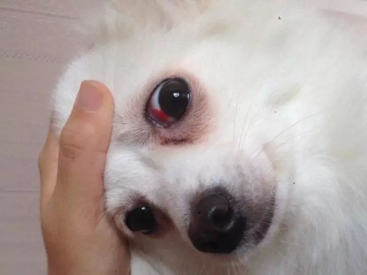 狗狗有眼屎是有疾病吗,狗狗有一只眼睛有脓眼屎什么原因