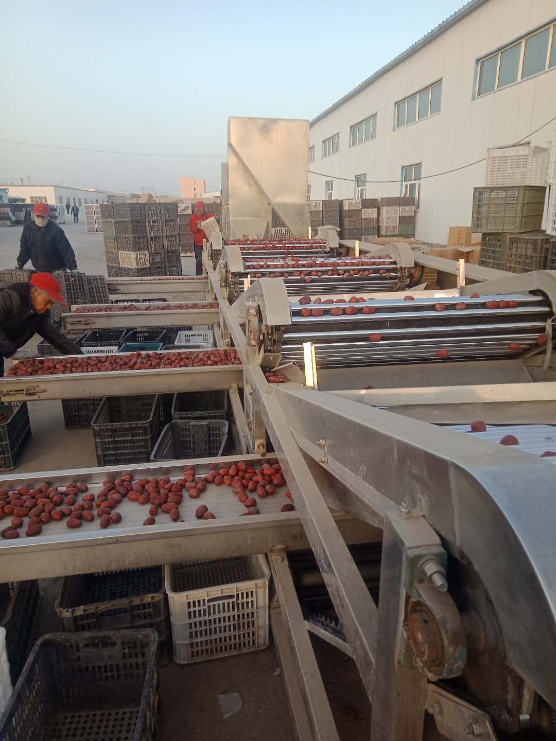 世间有和田枣，我就是吃不厌