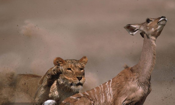 有枪就不怕狮子吗？不是！看帕特森中校在非洲经历了什么