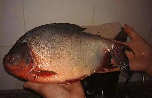 什么鱼营养价值最高又便宜刺又少,蛋白质高刺少且便宜的鱼