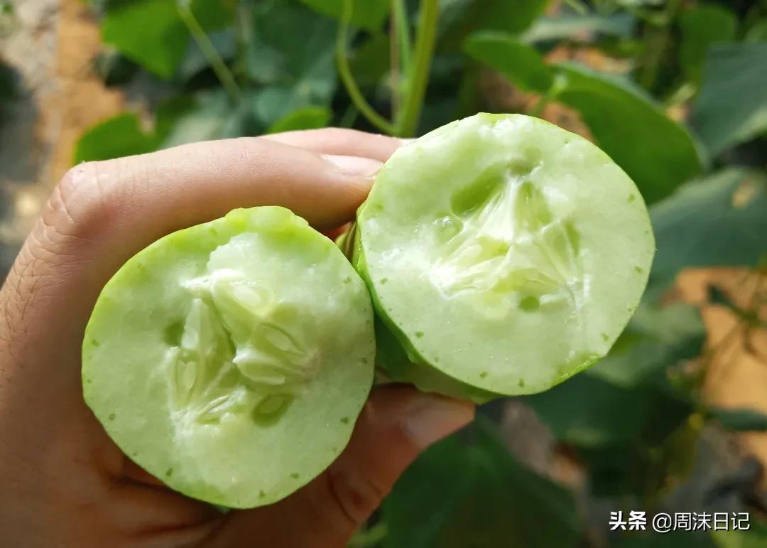 比春笋还要好吃的笋,又脆又嫩的白玉黄瓜脆