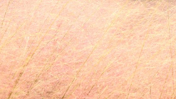 常熟网红基地花海,常熟网红粉黛花海