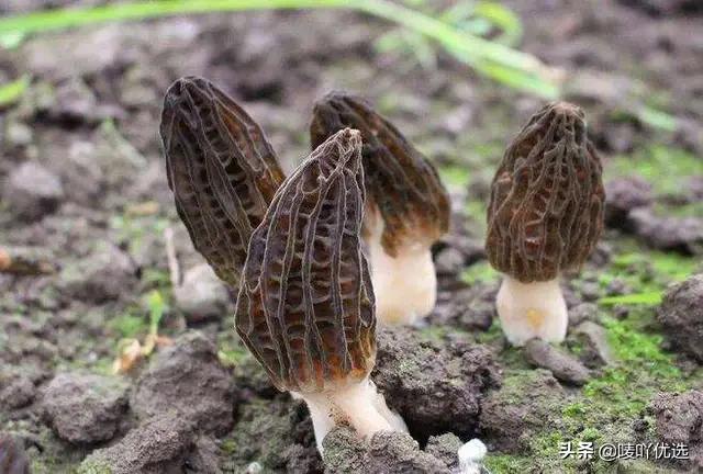 羊肚菌四大菌王,法国野生羊肚菌