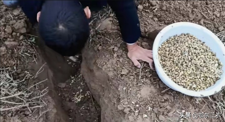 野生老鼠的危害,大豆寄生老鼠