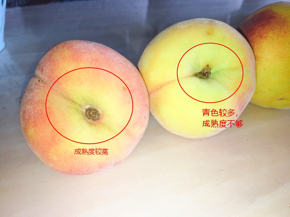 水蜜桃挑选全攻略让甜蜜满溢一夏,什么品种的水蜜桃最甜最好吃