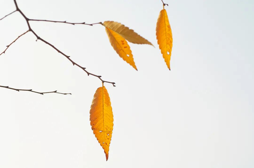 经典永存100句描写秋天的优美诗词,最美的秋天诗词