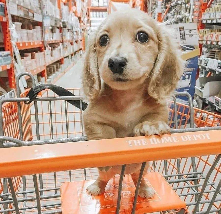 各品种狗狗价目表,各类狗狗的价格表一般是多少钱