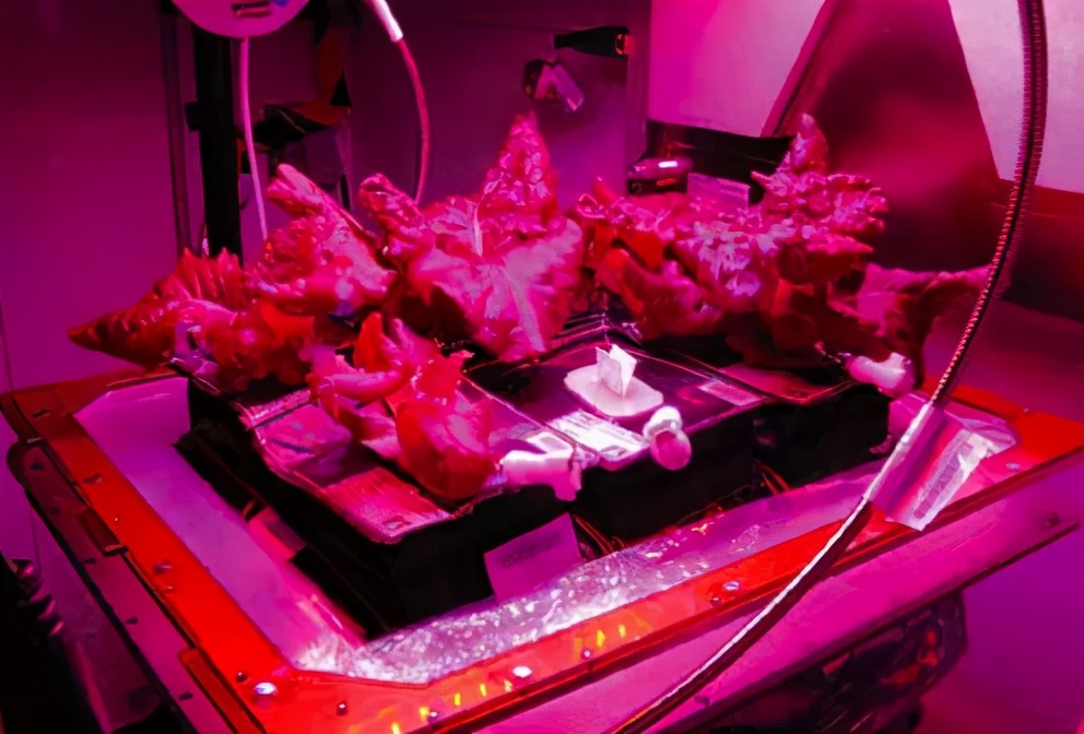 每日一问有好的想法怎么变现,怎么样才能在火星上生存