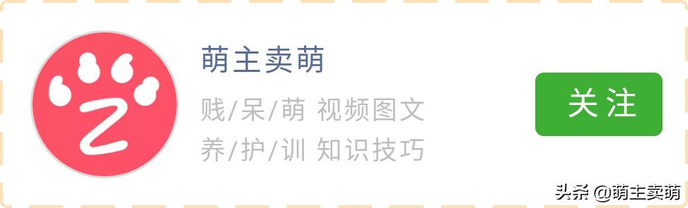 狗狗可以吃蓝莓和西梅吗,泰迪狗狗可以吃西梅吗