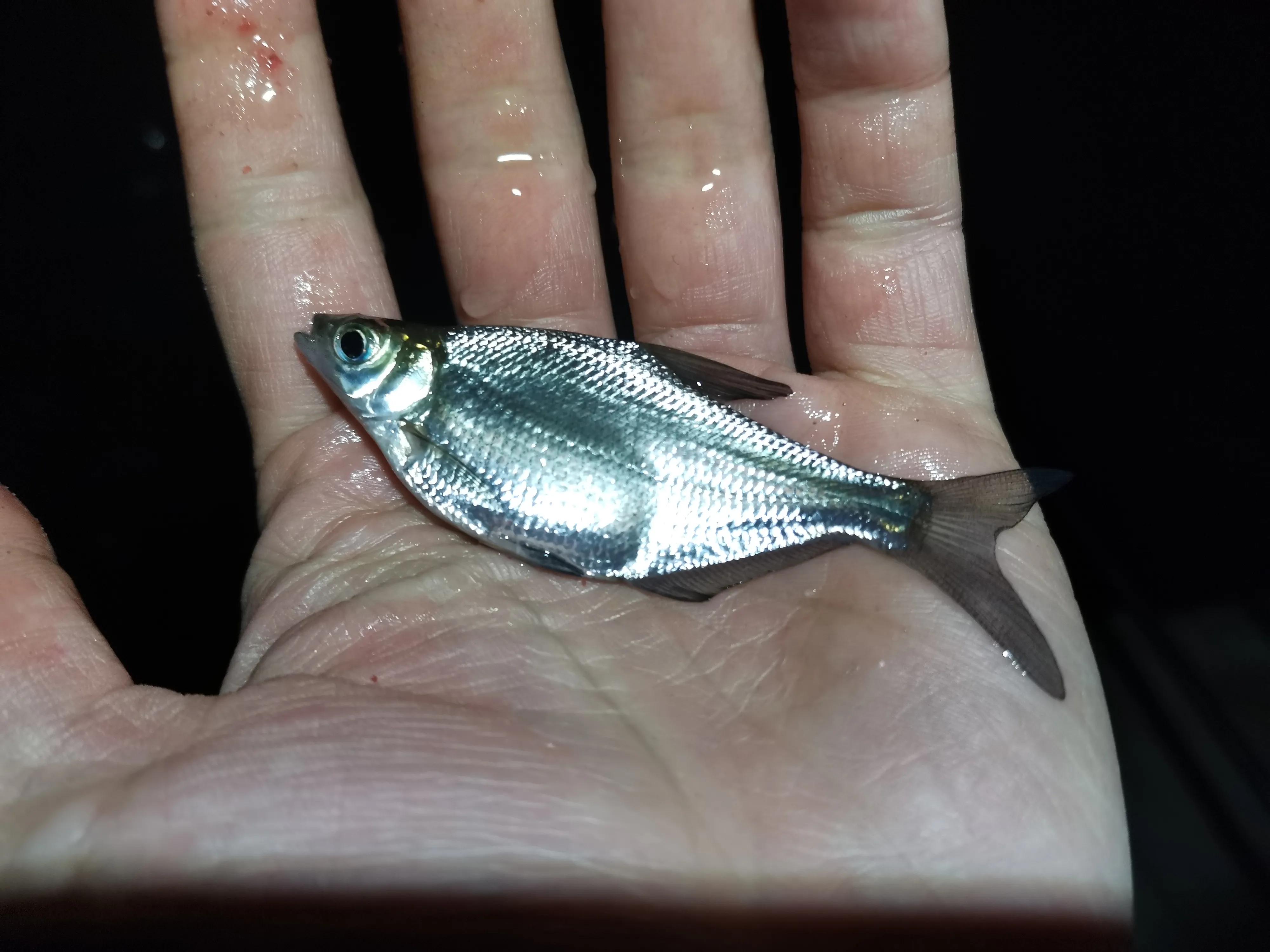 文山马鹿塘水库钓罗非鱼怎么样,文山马鹿塘水库野钓多少公里