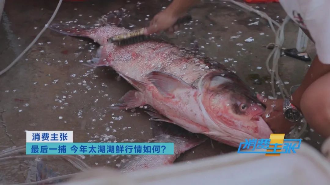 直击太湖开湖现场！鲜美湖鲜大量上市，资深吃货准备好了吗？