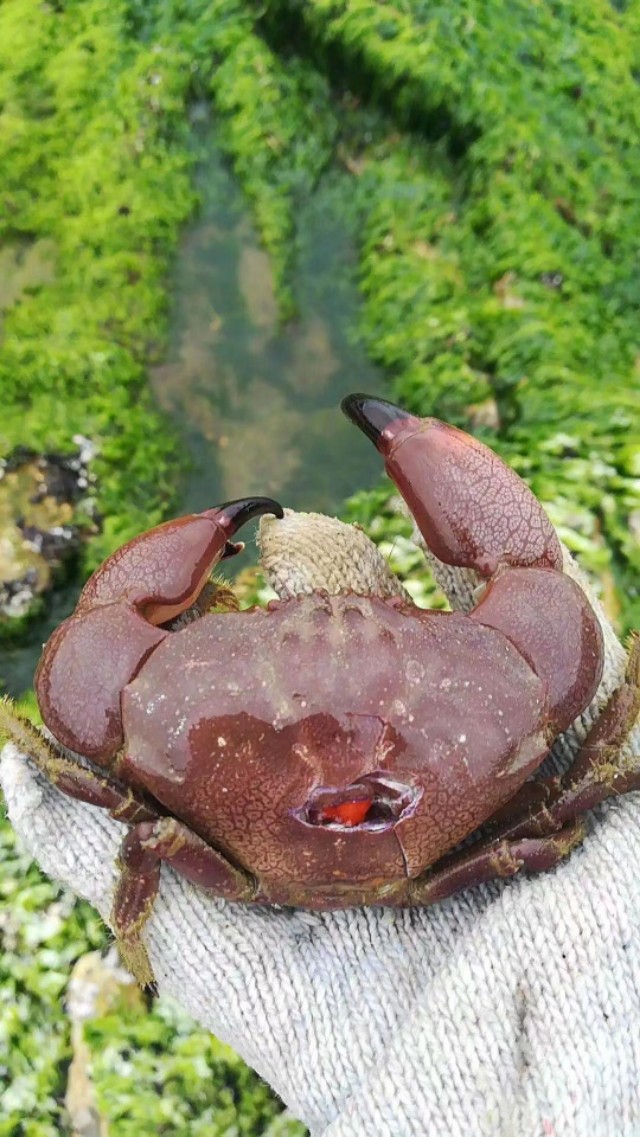 惠州檀悦豪生度假酒店附近赶海,2024年惠州赶海的最佳地方